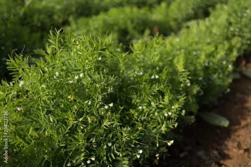 Close-up of lentil plant with white flowers. Lentil field (Lens culinaris)