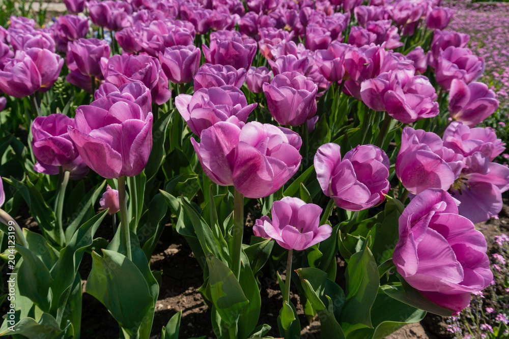 close-up of the blossoming tulips close-up of the blossoming tulips
