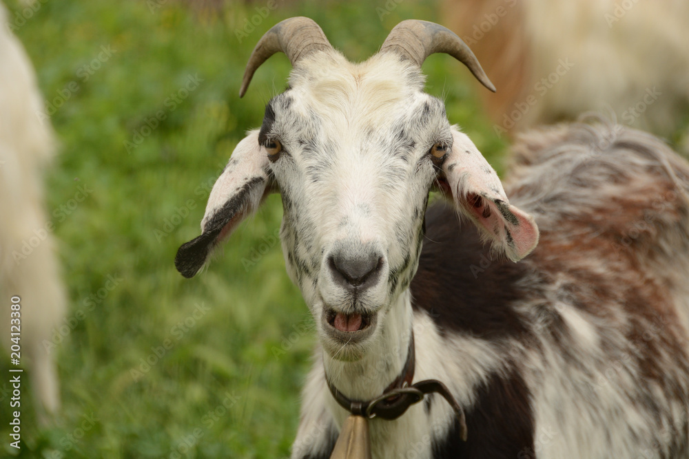 Obraz premium Goat head/ close up of young goat
