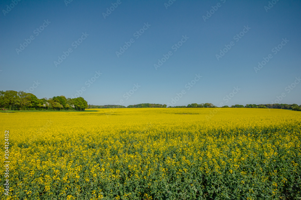 Canola Fields