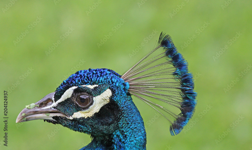 Peacock's head in profile close up, Jamaica Peacock's head in profile close up, Jamaica