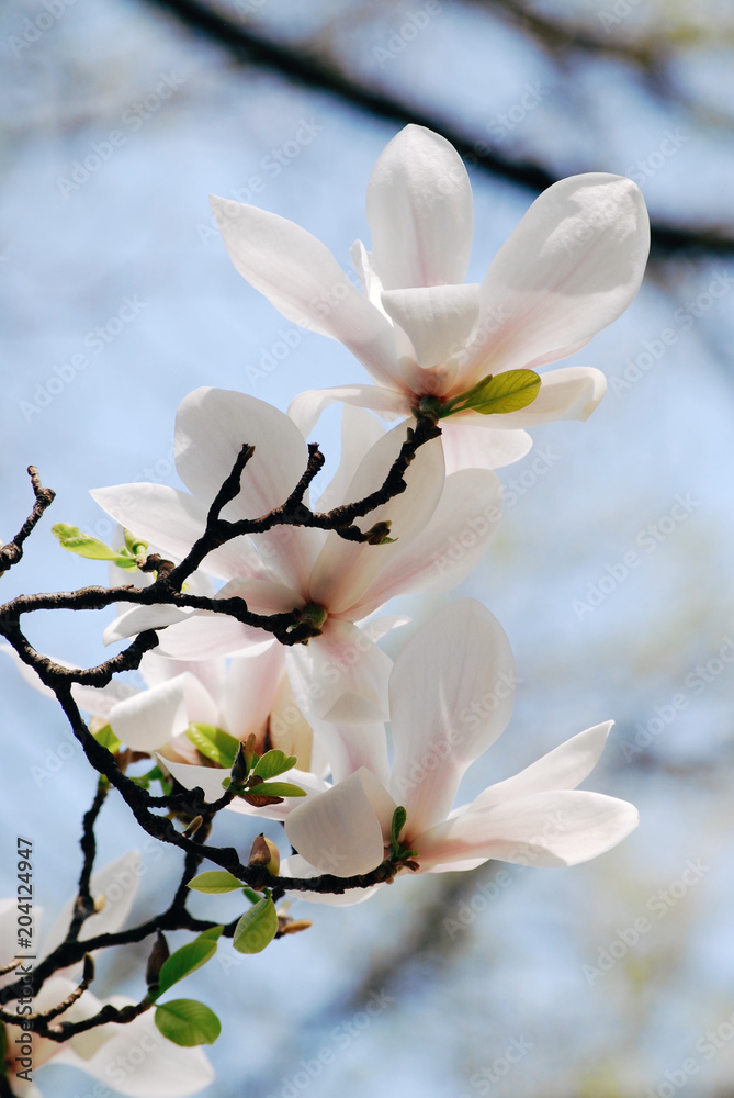 Obraz premium Magnolia tree branch with white blooming flowers
