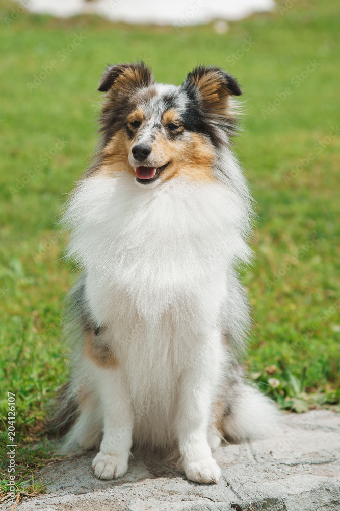 Cute Shetland Sheepdog over natural background Cute Shetland Sheepdog over natural background