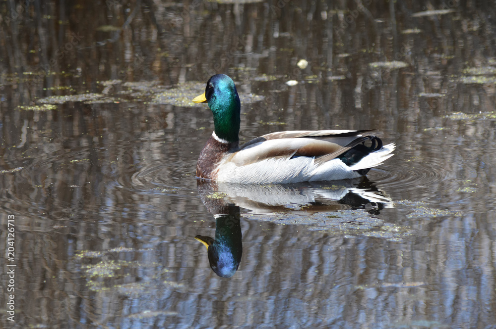 Fototapeta premium Mallard duck in the wetland