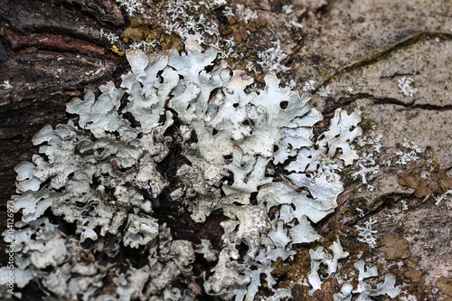 Blasenflechte, Hypogymnia physodes photo