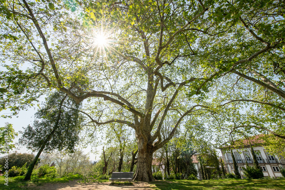 Branchy plane tree Branchy plane tree