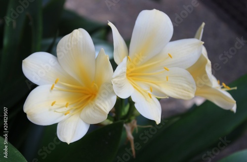 YELLOW CLIVIA BLOOMS