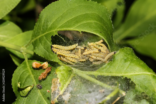Raupen der Traubenkirschen-Gespinstmotte, Yponomeuta evonymella