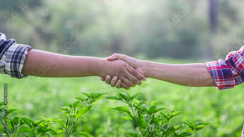 Two farmer standing and shaking hands on Chilli farm. © surachat