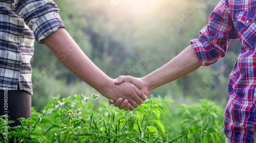 Two farmer standing and shaking hands on Chilli leaves in farm.