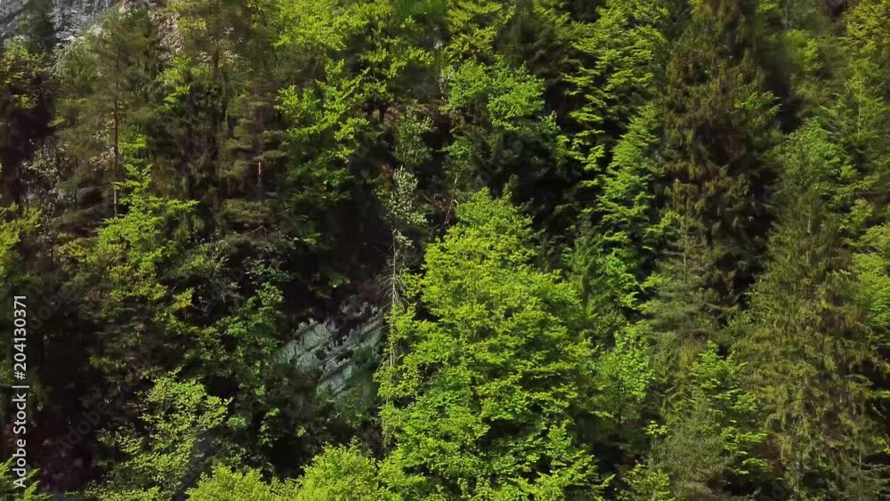 Forêt jura