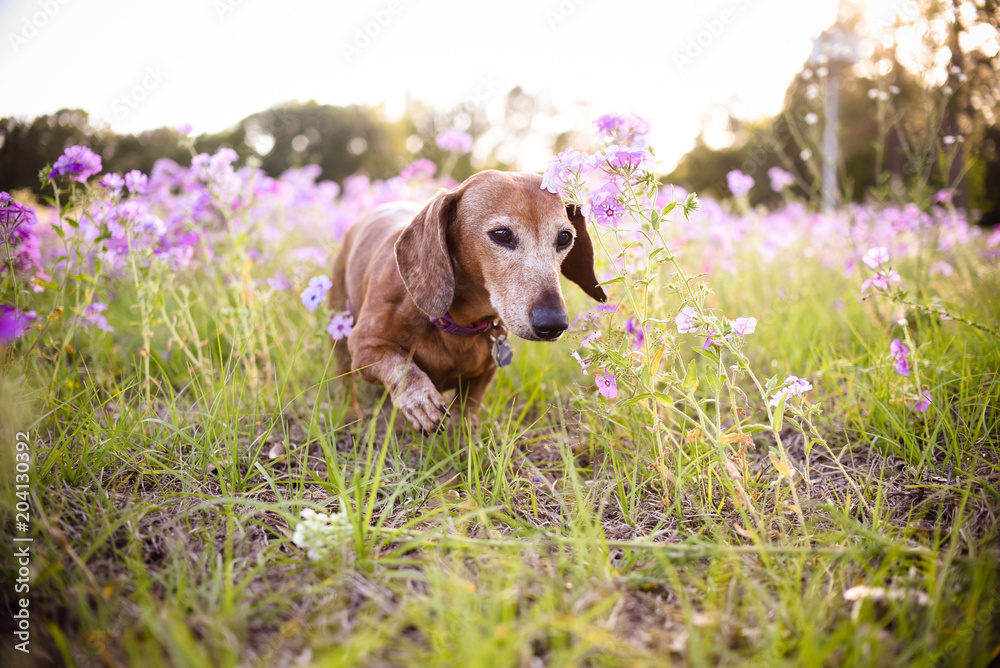 Cute dachshund dog brown in color on a field of purple flowers on a sunny summer day 