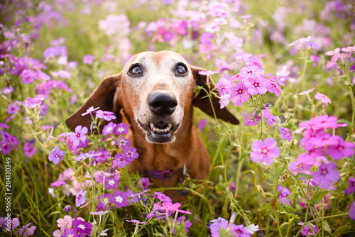 Photography Wiener dog looking up from a filed or patch of purple flowers