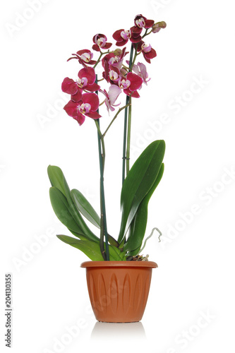 Blooming beautiful orchid with green leaves on a white background in a brown pot