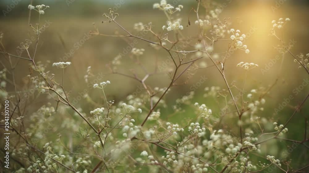 Beautiful flowers sunset background. Close up 4k Beautiful flowers sunset background. Close up 4k