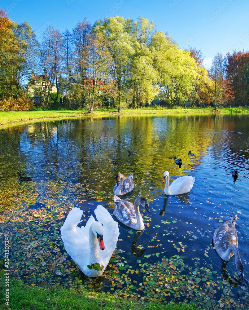 Fototapeta premium White swans swimming on a lake.