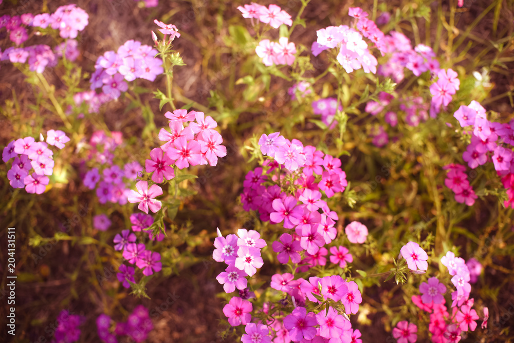 Spring purple wild flower field. Filled with purple flowers in southern Florida in April. Spring purple wild flower field. Filled with purple flowers in southern Florida in April.