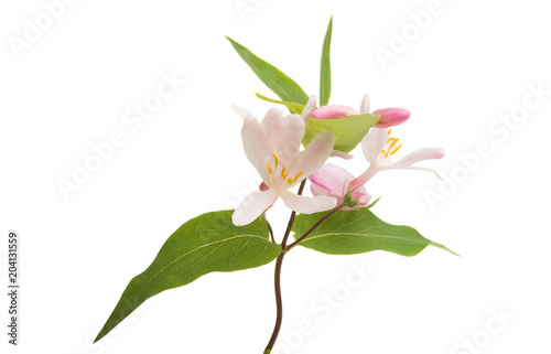 pink spring flowers with shrub isolated