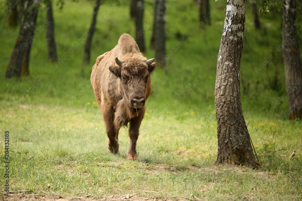 European bison (Bison bonasus) in forest, spring time Slovakia. European bison (Bison bonasus) in forest, spring time Slovakia.