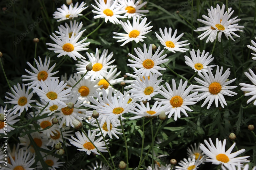 WHITE AND YELLOW SPRINGTIME DAISIES WHITE AND YELLOW SPRINGTIME DAISIES