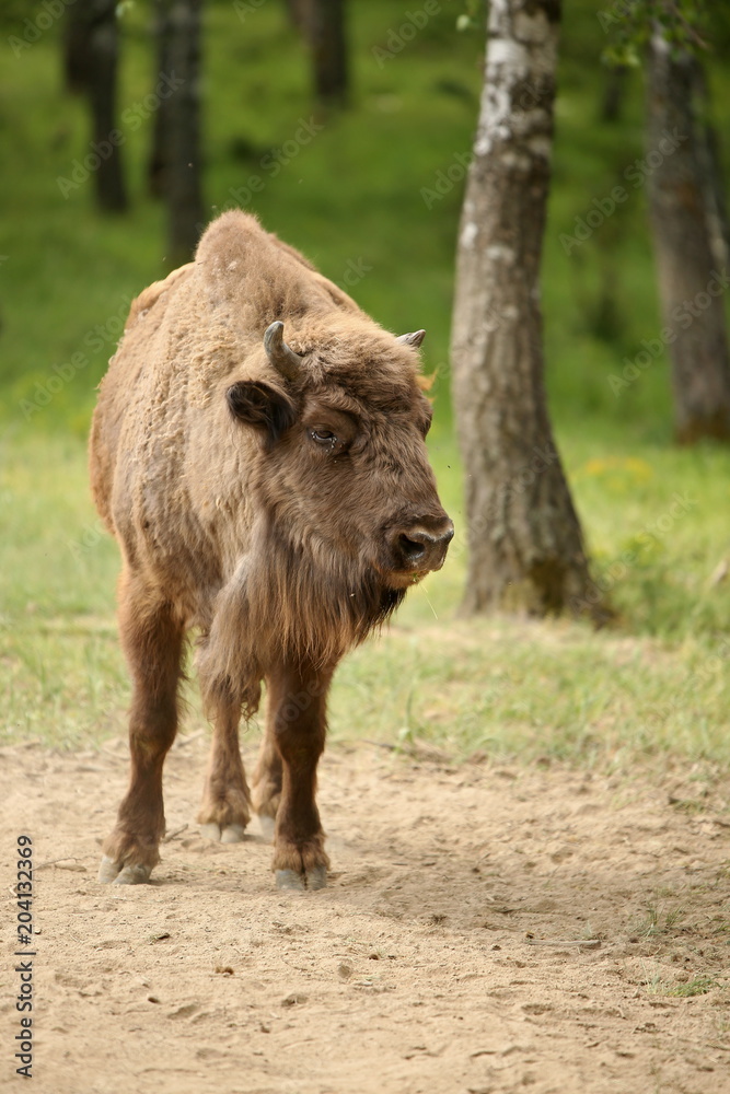 European bison (Bison bonasus) in forest, spring time Slovakia. European bison (Bison bonasus) in forest, spring time Slovakia.