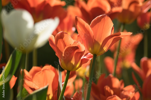 close up of red blooming tulip in spring garden