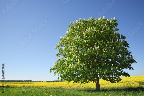 Blossoming chestnut tree on a yellow rape field against the clear blue sky, beautiful landscape with copy space