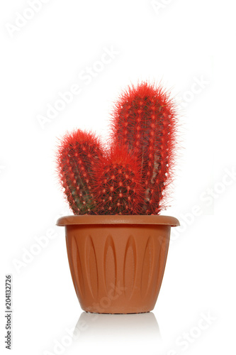 Red fancy cactus with small spines on white background in brown pot