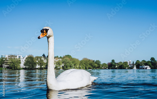 View of the Alster lake and white grace swan swimming on Alster Lake in Hamburg on a sunny day