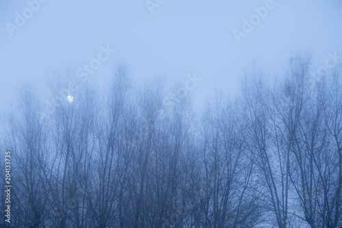 moon hidden among the branches of trees and fog