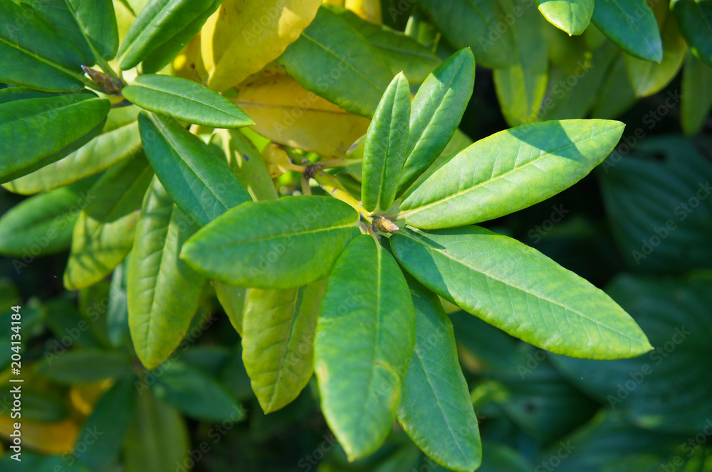 Rhododendron green foliage Rhododendron green foliage