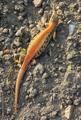 The Sand Lizard, Lacerta agilis female. This predator in gardens help remove pest insects. Animals in spring nature. Closeup with shallow DOF.