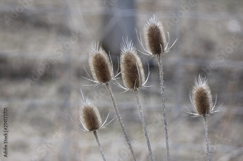Common Teasel (Dipsacus), in its winter state, dieback displaying dead conical flower heads and dried out stems, along a roadside ditch in SE Ontario