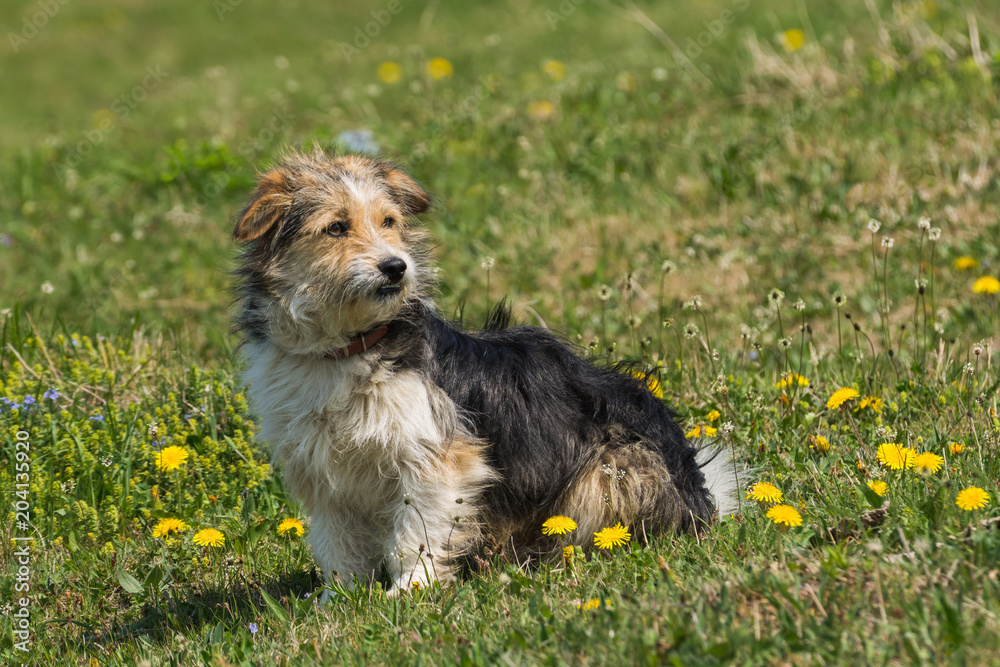 A Cute Hairy Dog Standing on the Grass in the Spring Sun