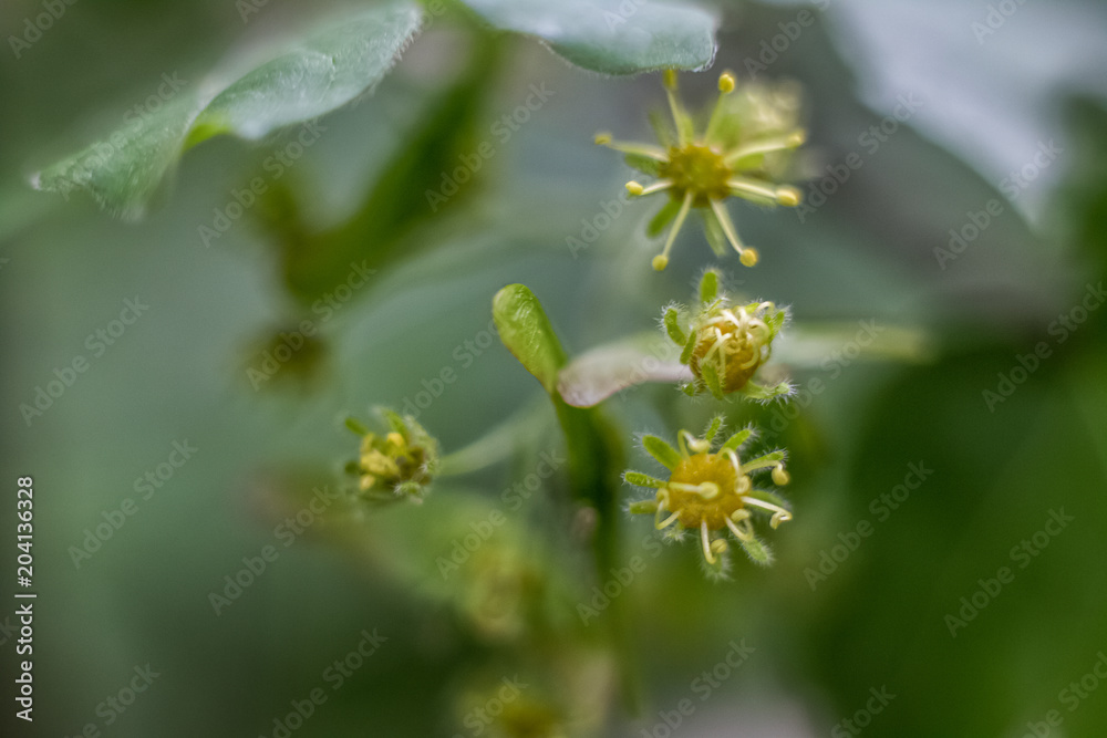 green floral morning green floral morning
