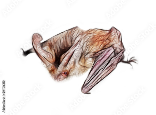 Fotografie Drawing of bat with huge ears