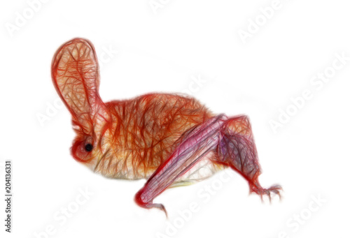 Fototapeta Drawing of bat with huge ears