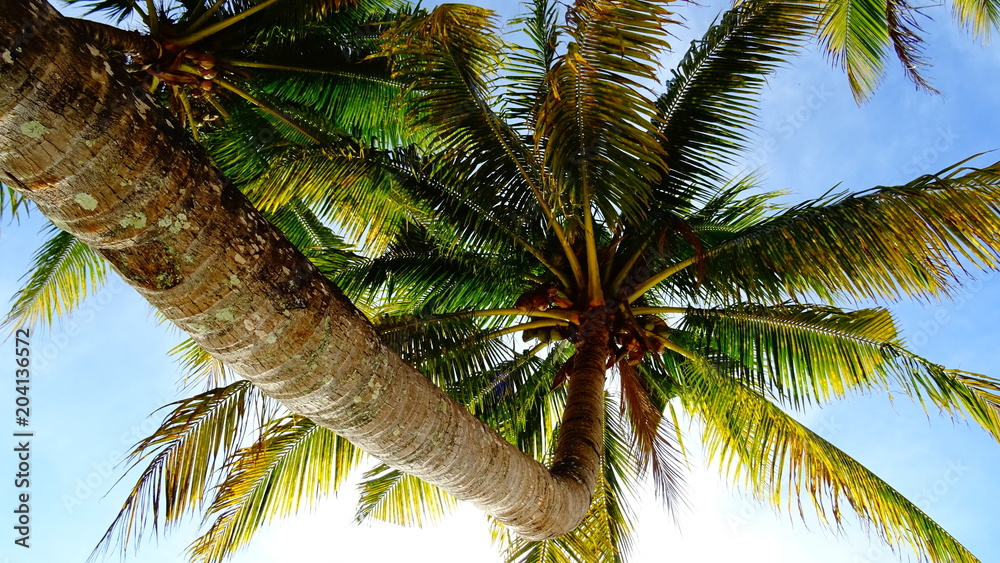 Obraz premium Kokospalme - Mauritius