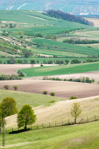 Landscape with rolling wavy green fields pattern texture in spring