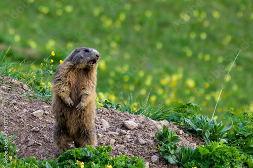 Shouting marmot (groundhog) on blossoming spring meadow