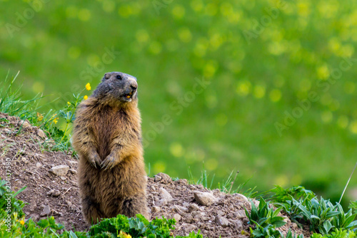 Marmot (Groundhog) standing in alarm position on blossoming pasutre
