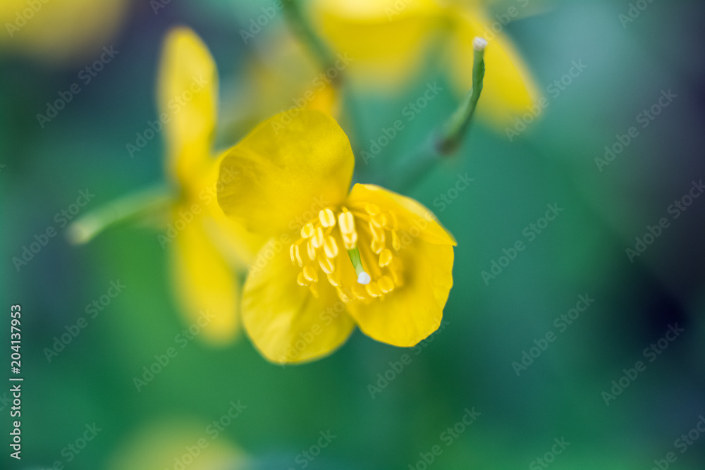 green floral morning green floral morning