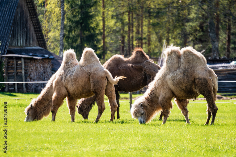 Fototapeta premium camel walking and feeding in a green field of grass