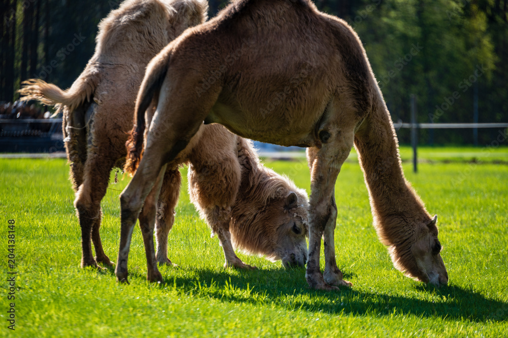 camel walking and feeding in a green field of grass camel walking and feeding in a green field of grass