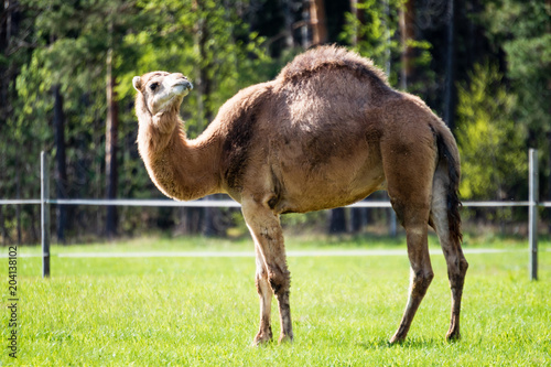 camel walking and feeding in a green field of grass