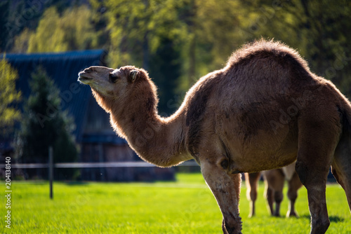 camel walking and feeding in a green field of grass