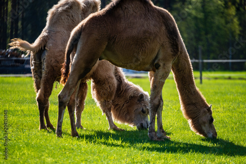 camel walking and feeding in a green field of grass