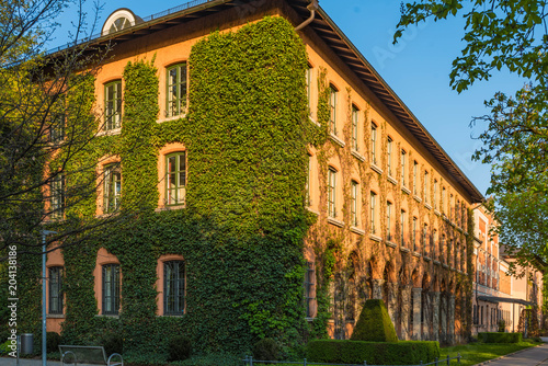 Rathaus Rosenheim Fassade mit Efeu photo