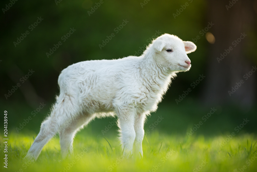 Naklejka premium cute little lamb on fresh green meadow