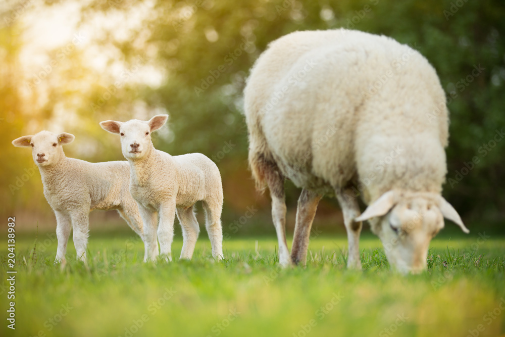 Naklejka premium śliczne małe owieczki z owiec na świeżej zielonej łące